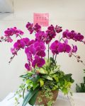8株奢華蘭花之選